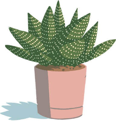 aloe plant